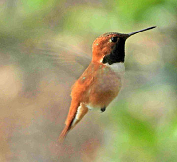 rufous 10 small graphic